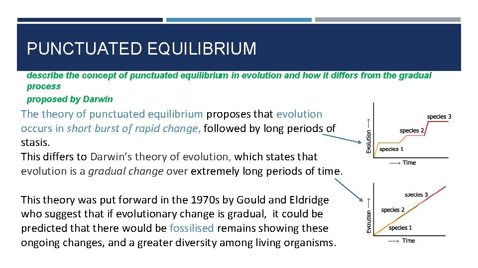 PUNCTUATED EQUILIBRIUM describe the concept of punctuated equilibrium in evolution and how it differs