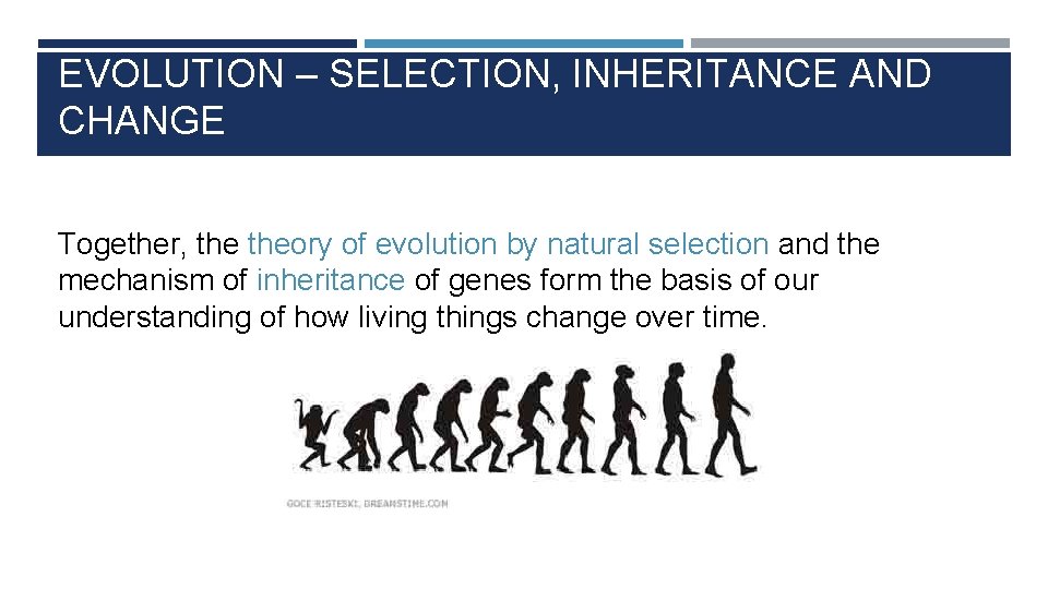 EVOLUTION – SELECTION, INHERITANCE AND CHANGE Together, theory of evolution by natural selection and