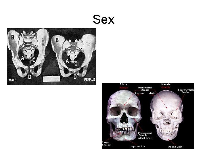 Sex Sex