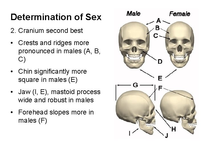 Determination of Sex 2. Cranium second best • Crests and ridges more pronounced in Determination of Sex 2. Cranium second best • Crests and ridges more pronounced in