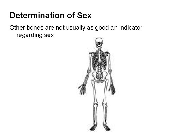 Determination of Sex Other bones are not usually as good an indicator regarding sex Determination of Sex Other bones are not usually as good an indicator regarding sex