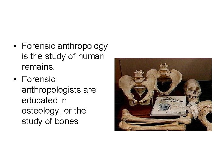 • Forensic anthropology is the study of human remains. • Forensic anthropologists are • Forensic anthropology is the study of human remains. • Forensic anthropologists are