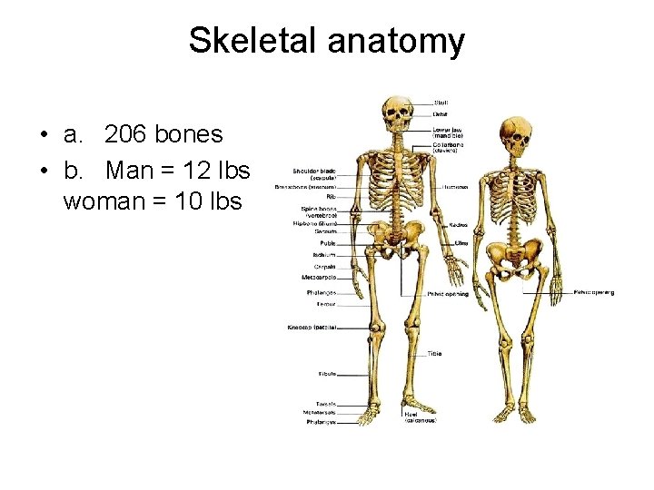 Skeletal anatomy • a. 206 bones • b. Man = 12 lbs woman = Skeletal anatomy • a. 206 bones • b. Man = 12 lbs woman =