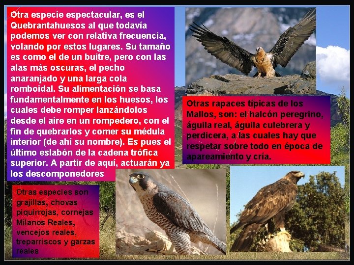 Otra especie espectacular, es el Quebrantahuesos al que todavía podemos ver con relativa frecuencia,