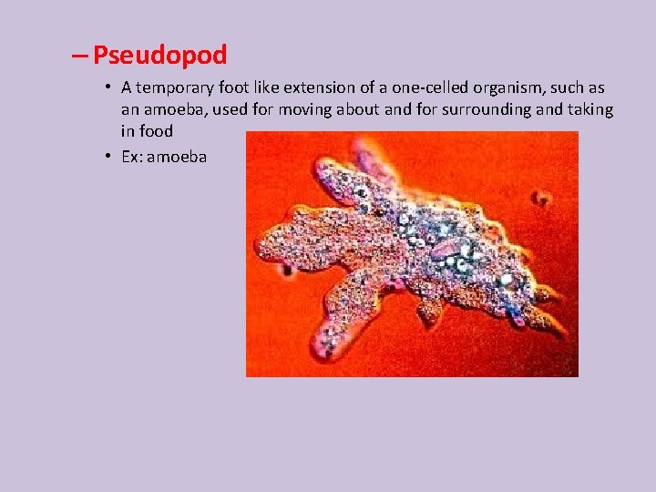 – Pseudopod • A temporary foot like extension of a one-celled organism, such as