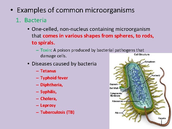  • Examples of common microorganisms 1. Bacteria • One-celled, non-nucleus containing microorganism that