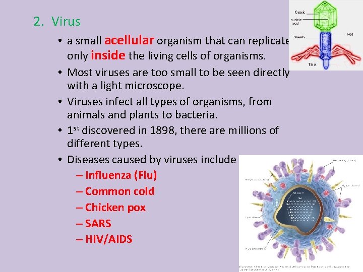 2. Virus • a small acellular organism that can replicate only inside the living