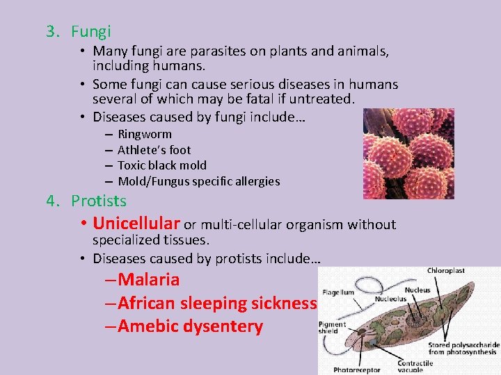 3. Fungi • Many fungi are parasites on plants and animals, including humans. •