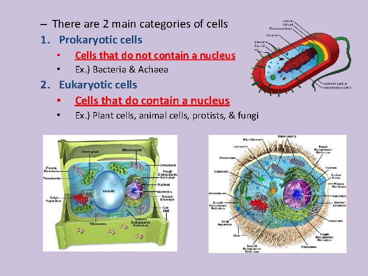 – There are 2 main categories of cells 1. Prokaryotic cells • Cells that