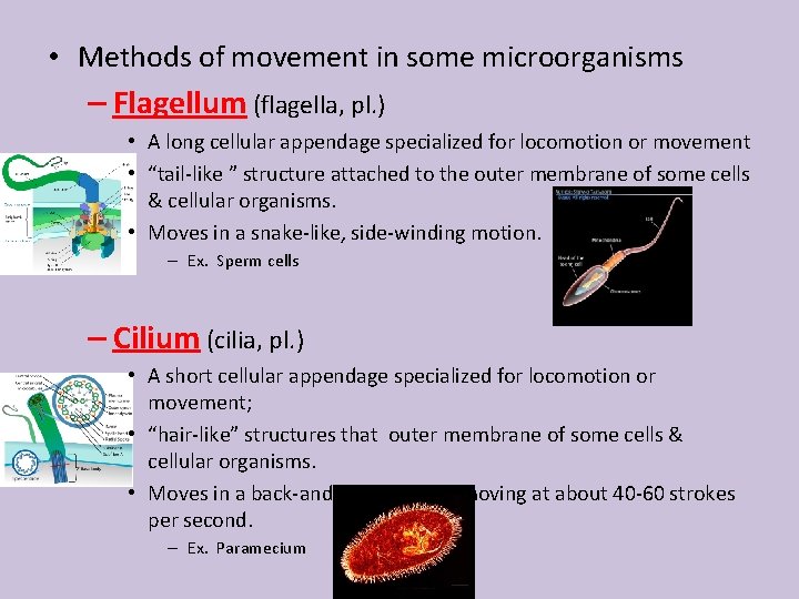  • Methods of movement in some microorganisms – Flagellum (flagella, pl. ) •