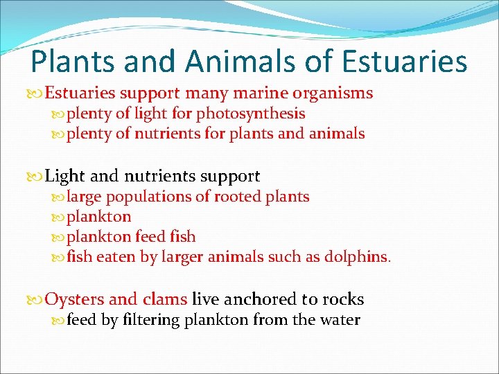 Plants and Animals of Estuaries support many marine organisms plenty of light for photosynthesis