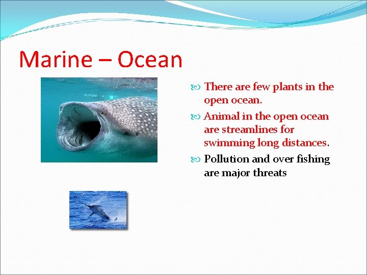 Marine – Ocean There are few plants in the open ocean. Animal in the