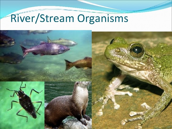 River/Stream Organisms 