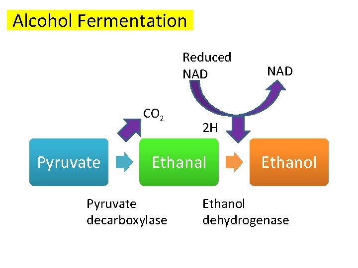 Alcohol Fermentation Reduced NAD CO 2 Pyruvate 2 H Ethanal Pyruvate decarboxylase NAD Ethanol