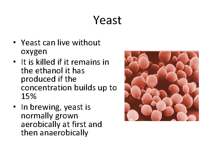 Yeast • Yeast can live without oxygen • It is killed if it remains