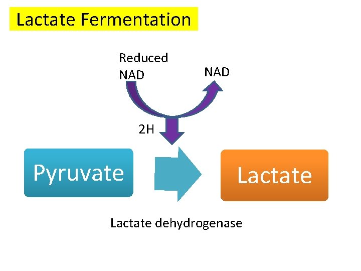 Lactate Fermentation Reduced NAD 2 H Pyruvate Lactate dehydrogenase 