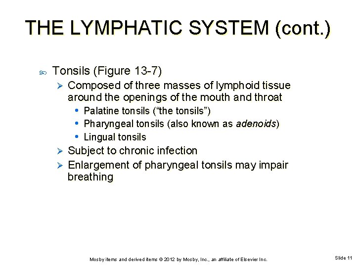 THE LYMPHATIC SYSTEM (cont. ) Tonsils (Figure 13 -7) Ø Composed of three masses