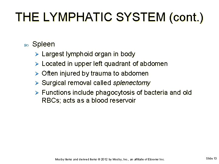 THE LYMPHATIC SYSTEM (cont. ) Spleen Ø Ø Ø Largest lymphoid organ in body