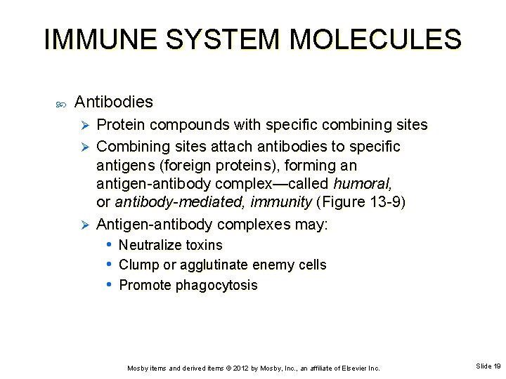 IMMUNE SYSTEM MOLECULES Antibodies Protein compounds with specific combining sites Ø Combining sites attach