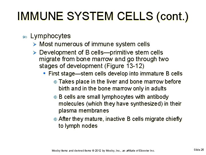 IMMUNE SYSTEM CELLS (cont. ) Lymphocytes Most numerous of immune system cells Ø Development