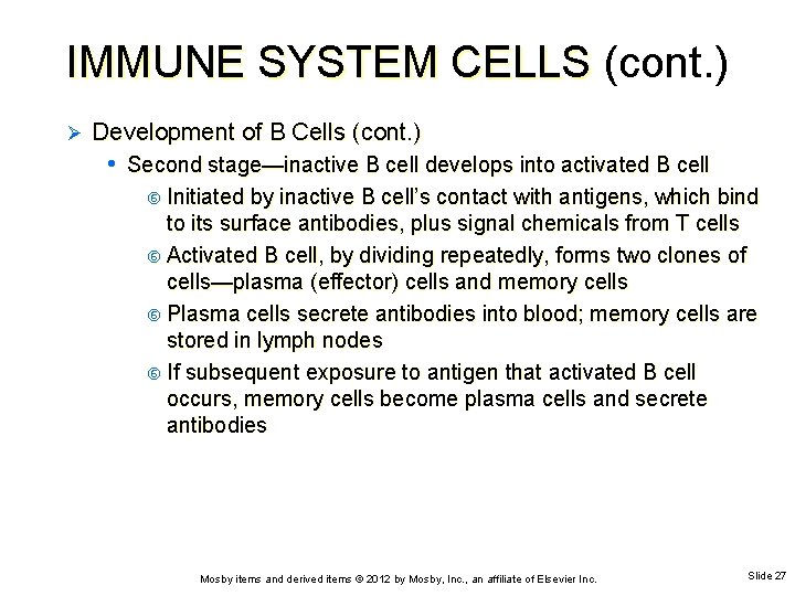 IMMUNE SYSTEM CELLS (cont. ) Ø Development of B Cells (cont. ) • Second