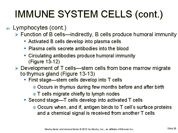 IMMUNE SYSTEM CELLS (cont. ) Lymphocytes (cont. ) Ø Function of B cells—indirectly, B