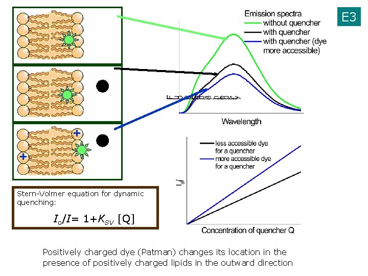 E 3 + + Stern-Volmer equation for dynamic quenching: Io/I= 1+KSV [Q] Positively charged