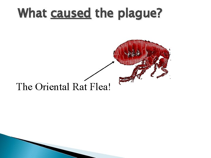 What caused the plague? The Oriental Rat Flea! 