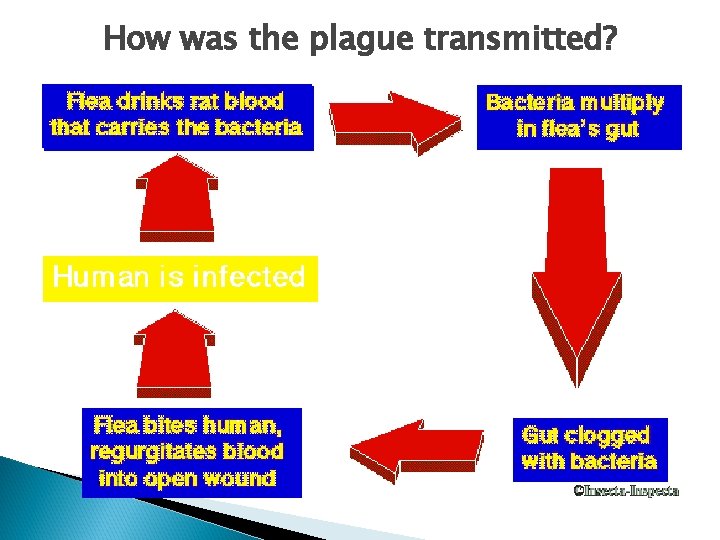 How was the plague transmitted? 