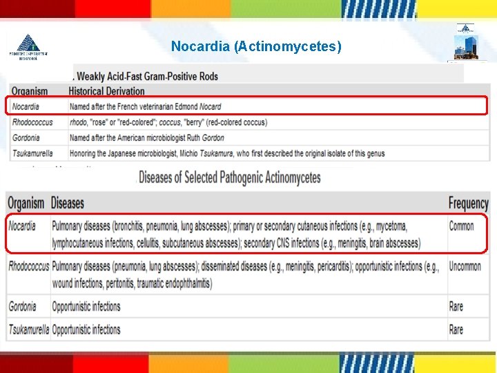 Nocardia (Actinomycetes) 