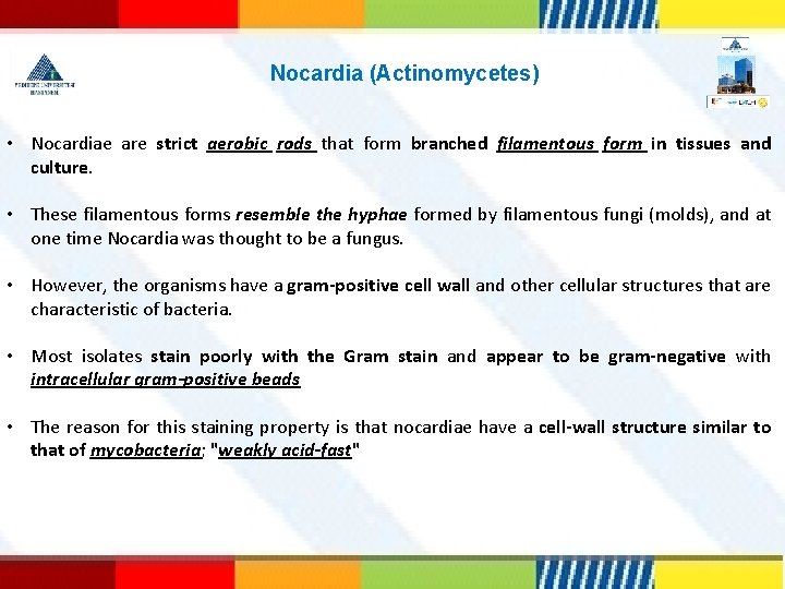 Nocardia (Actinomycetes) • Nocardiae are strict aerobic rods that form branched filamentous form in