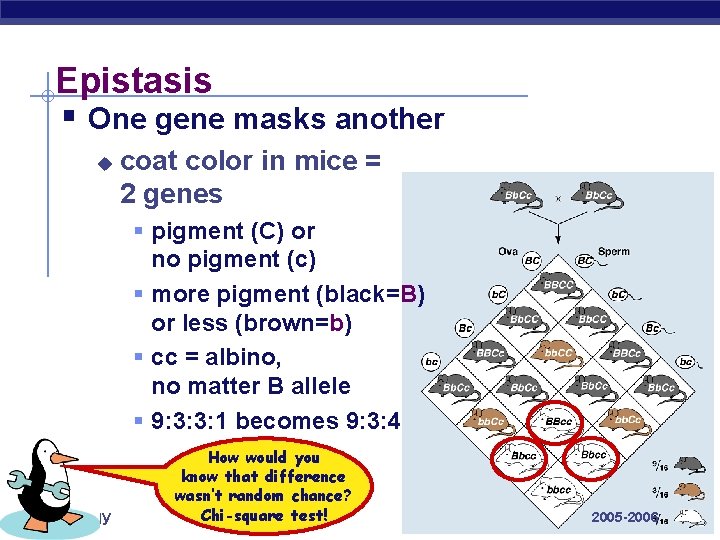 Epistasis § One gene masks another u coat color in mice = 2 genes