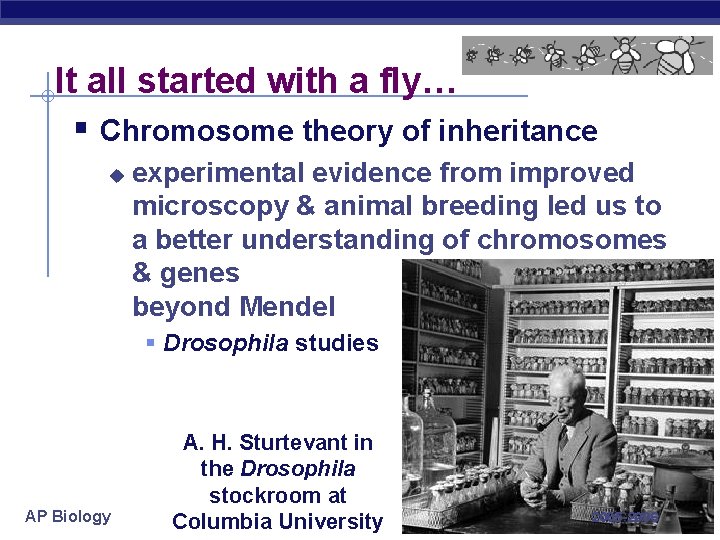It all started with a fly… § Chromosome theory of inheritance u experimental evidence