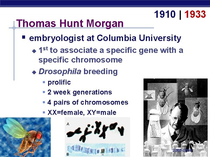 1910 | 1933 Thomas Hunt Morgan § embryologist at Columbia University 1 st to