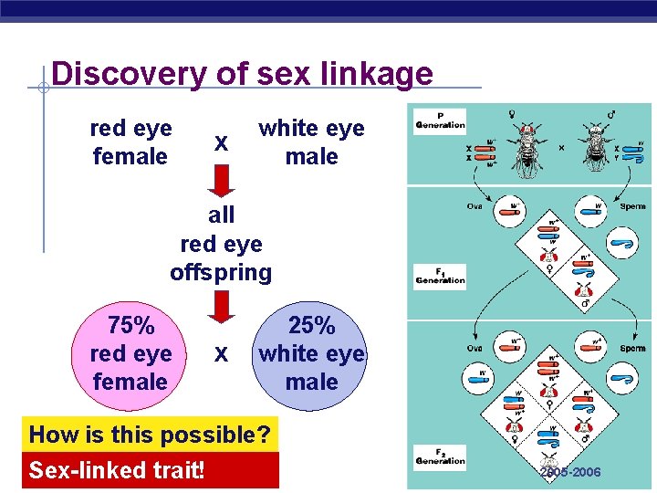 Discovery of sex linkage red eye female x white eye male all red eye