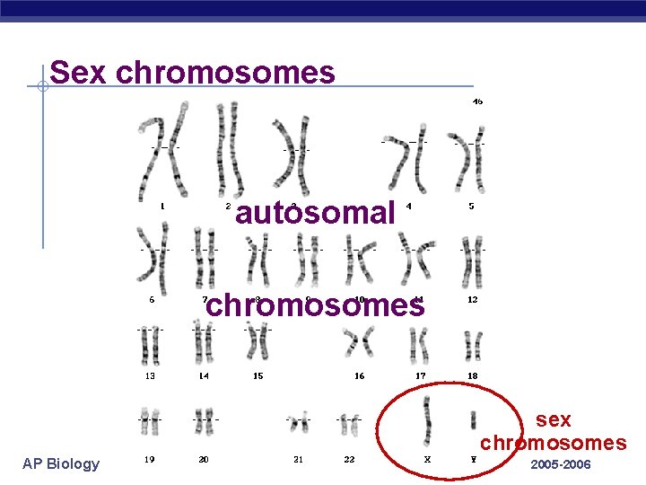 Sex chromosomes autosomal chromosomes sex chromosomes AP Biology 2005 -2006 