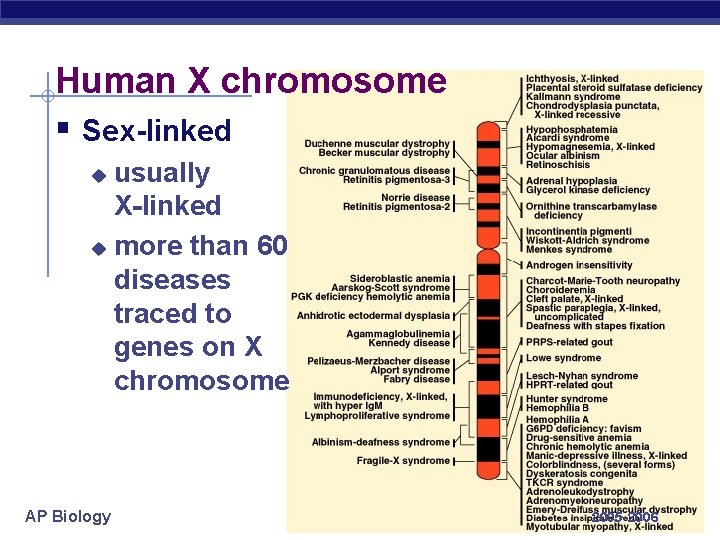 Human X chromosome § Sex-linked usually X-linked u more than 60 diseases traced to