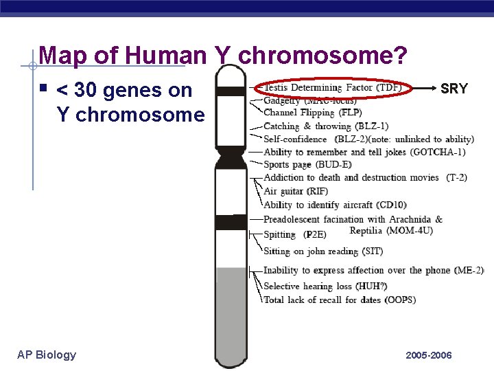 Map of Human Y chromosome? § < 30 genes on SRY Y chromosome AP
