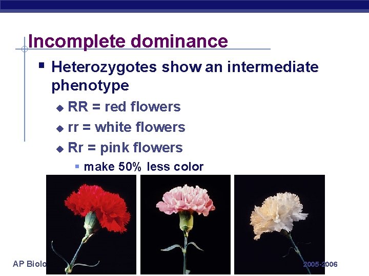 Incomplete dominance § Heterozygotes show an intermediate phenotype RR = red flowers u rr