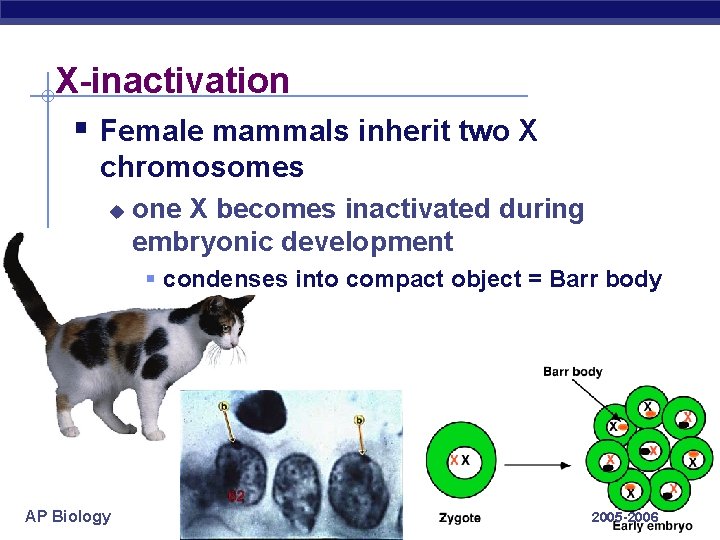 X-inactivation § Female mammals inherit two X chromosomes u one X becomes inactivated during