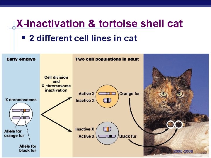 X-inactivation & tortoise shell cat § 2 different cell lines in cat AP Biology