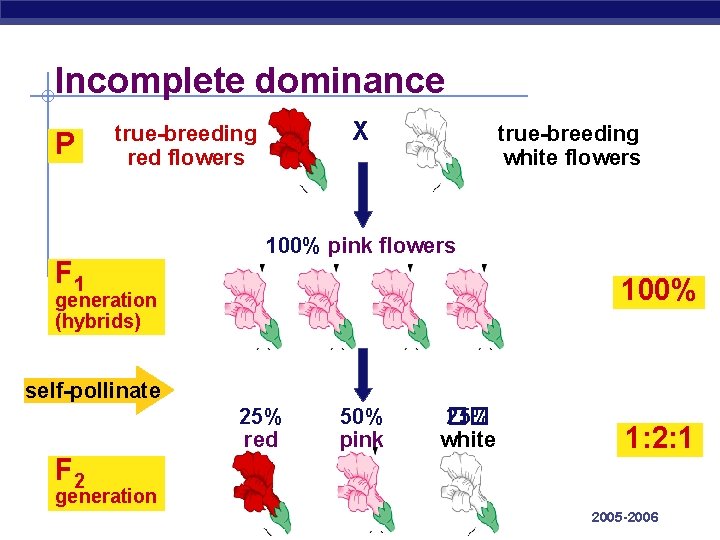 Incomplete dominance P X true-breeding red flowers F 1 true-breeding white flowers 100% pink