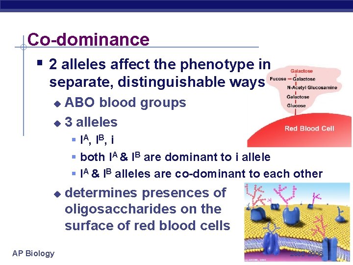Co-dominance § 2 alleles affect the phenotype in separate, distinguishable ways ABO blood groups