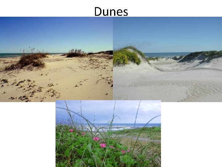 Dunes 