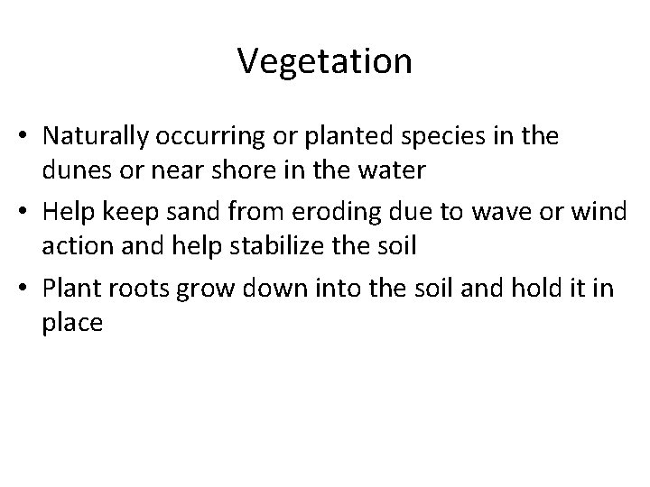 Vegetation • Naturally occurring or planted species in the dunes or near shore in