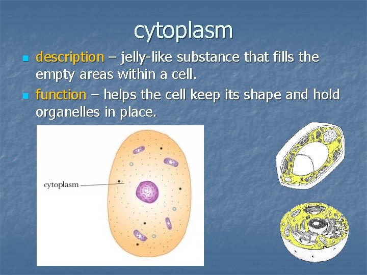 cytoplasm n n description – jelly-like substance that fills the empty areas within a