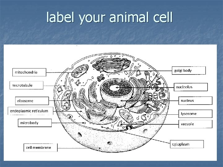 label your animal cell 