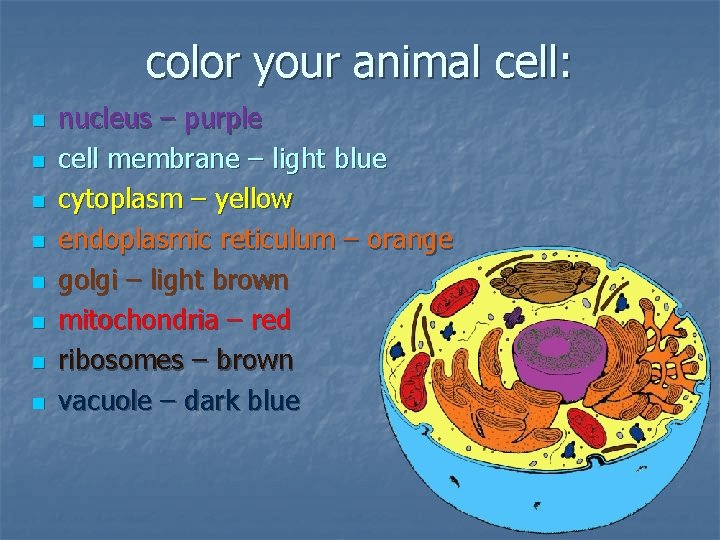 color your animal cell: n n n n nucleus – purple cell membrane –