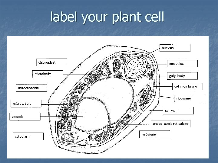 label your plant cell 