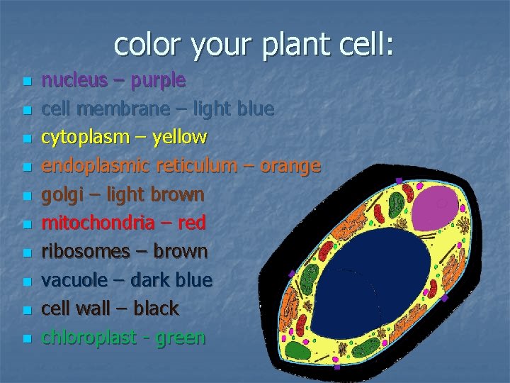 color your plant cell: n n nucleus – purple cell membrane – light blue